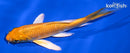 5" ORENJI OGON BUTTERFLY