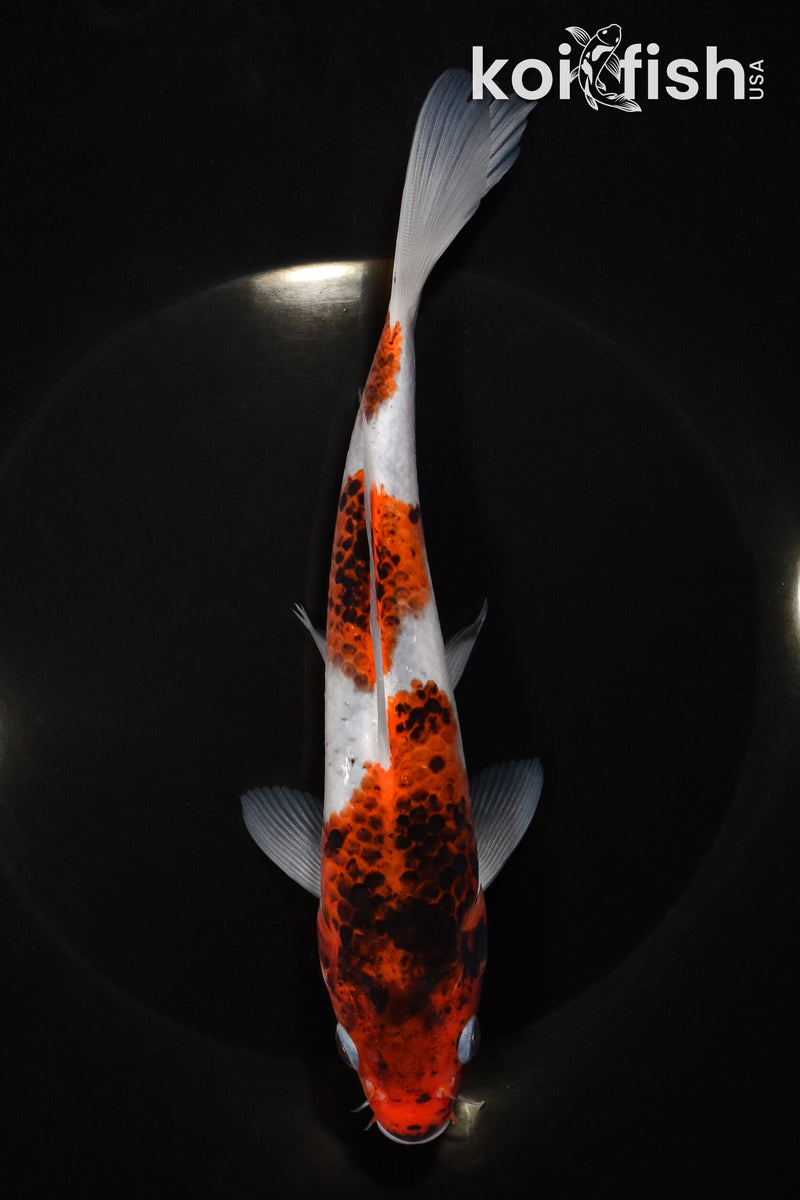 7.75" GOROMO