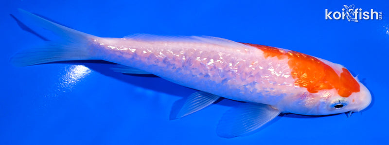 5.75" GINRIN KOHAKU