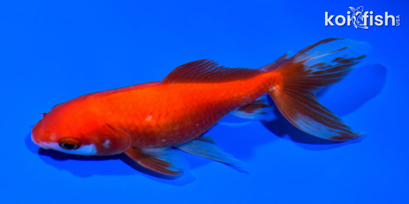 6" WAKIN GOLDFISH