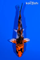 4.25" YAMATO NISHIKI