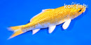 4" GINRIN YAMABUKI OGON