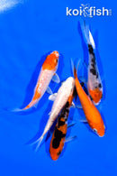 PACK OF (5) 4 - 4.25" STANDARD KOI