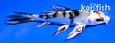 4.5" YAMATO NISHIKI BUTERFLY