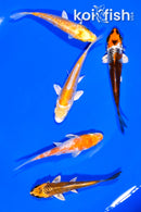 PACK OF (5) 3.75-4.25" STANDARD KOI