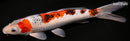 11.75" GOROMO SANKE