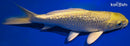 6.5" GINRIN YAMABUKI OGON