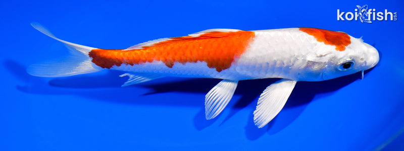 7.5" HARIWAKE