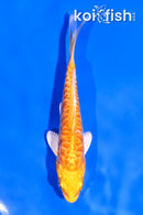 4" ARAGOKE YAMABUKI OGON