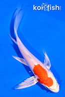 4.5" HARIWAKE BUTTERFLY