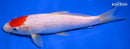 8.25" TANCHO KOHAKU