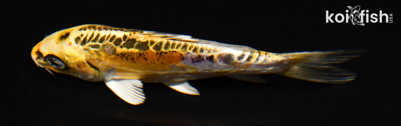 5.25" KIN KIKOKURYU
