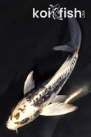 5.75" GINRIN ARAGOKE KIKOKURYU BUTTERFLY