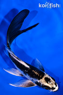 5.25" KIKOKURYU BUTTERFLY