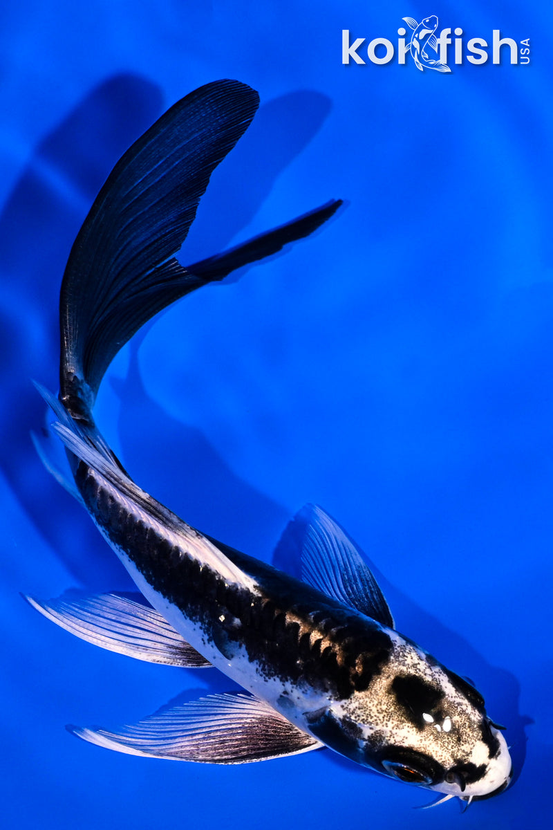 5.25" KIKOKURYU BUTTERFLY