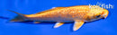 4.5" GINRIN ORENJI OGON