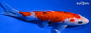 7.25" GINRIN SANKE