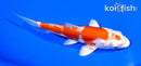 5.25" KIKUSUI