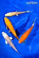PACK OF (4) 4-4.5" STANDARD KOI