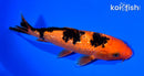 6.75" GINRIN AKA BEKKO