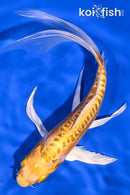 8.5" DOITSU YAMABUKI OGON BUTTERFLY