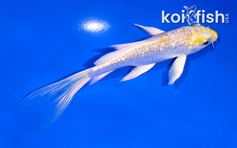 5" GINRIN LEMON HARIWAKE BUTTERFLY