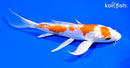 7.25" KIKUSUI BUTTERFLY