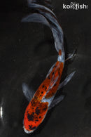 7" SHUBUNKIN GOLDFISH