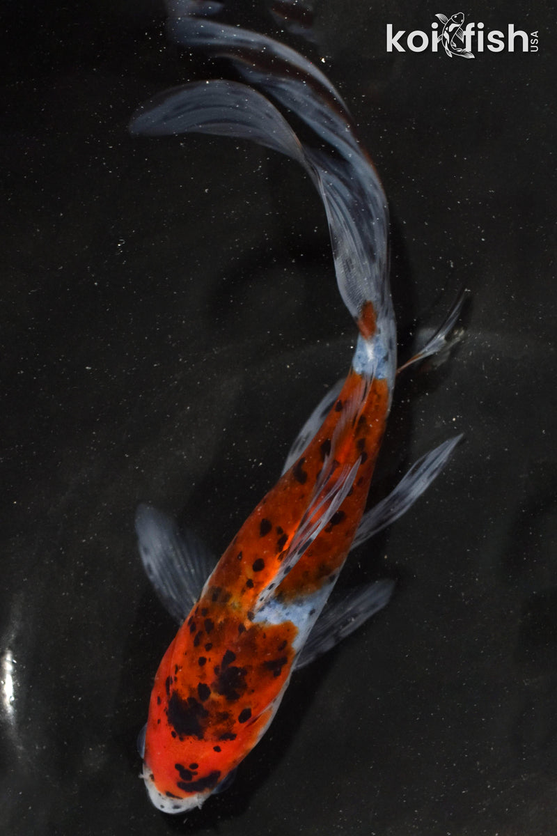 7" SHUBUNKIN GOLDFISH