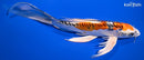 10" BENI KIKOKURYU BUTTERFLY