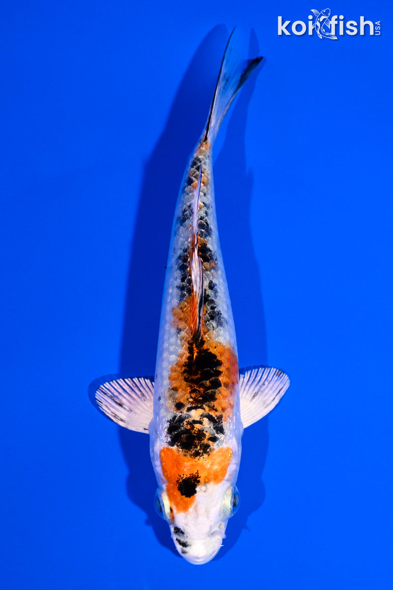5" YAMATO NISHIKI