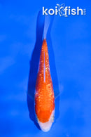 4" GINRIN KOHAKU