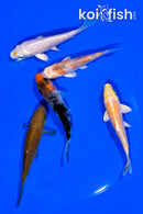 PACK OF (5) 3.75-4" STANDARD KOI