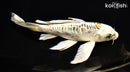 7.25" DOITSU KUJAKU BUTTERFLY