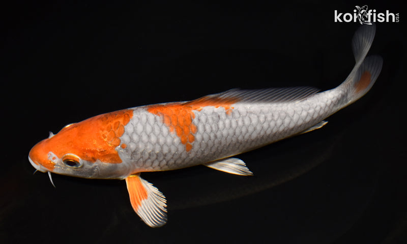 8.5" OCHIBA SHIGURE