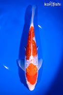 9.75" GINRIN KOHAKU