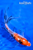 5.75" SANKE BUTTERFLY