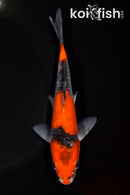 7.25" GOSHIKI