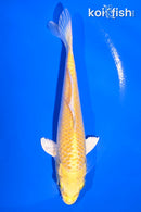 5" YAMABUKI OGON