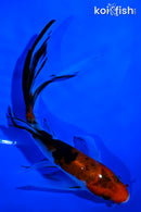 6" SANKE BUTTERFLY