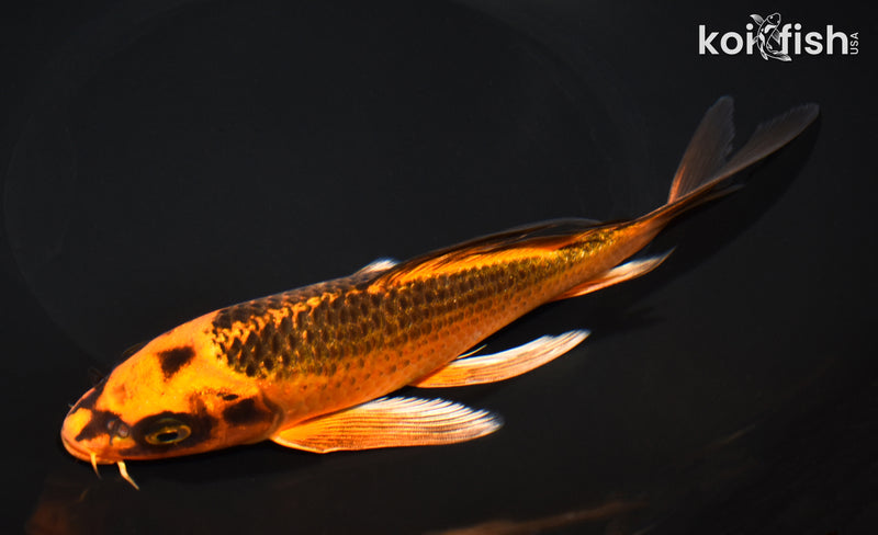 7.5" ORENJI MATSUBA BUTTERFLY