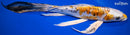 10.75" HEISEI NISHIKI BUTTERFLY