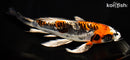 9.75" BENI KIKOKURYU BUTTERFLY