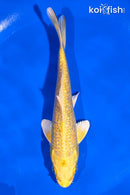 5.5" GINRIN YAMABUKI OGON