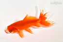 6" WATONAI GOLDFISH