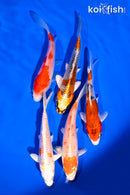 PACK OF (5) 4-5" STANDARD KOI