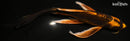 10.25" KIN ORENJI MATSUBA BUTTERFLY