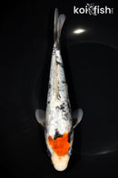 8.25" GINRIN TANCHO BENI MATSUKAWBAKE