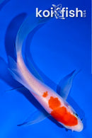 5" KOHAKU BUTTERFLY