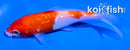 4.5" GINRIN KOHAKU